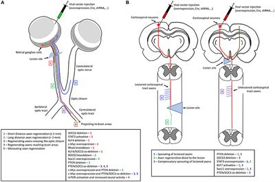 Gene Manipulation Strategies to Identify Molecular Regulators of Axon Regeneration in the Central Nervous System